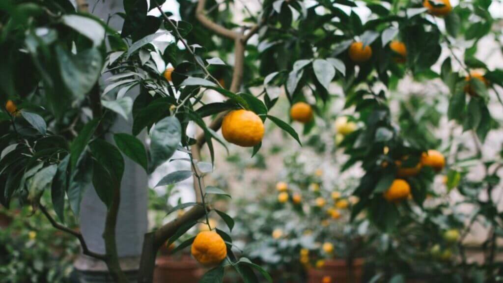 oranges hanging from an orange tree fruits of Catholic Mindfulness